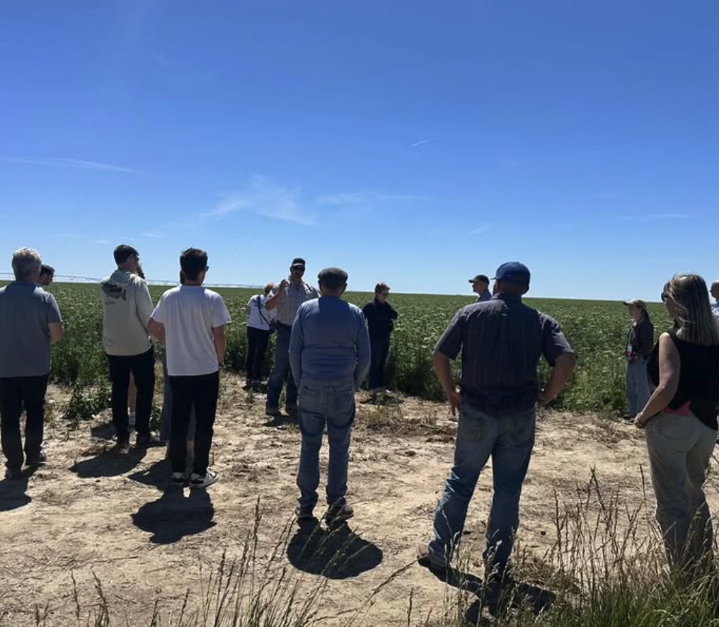 people looking at a field of carrot flowers
